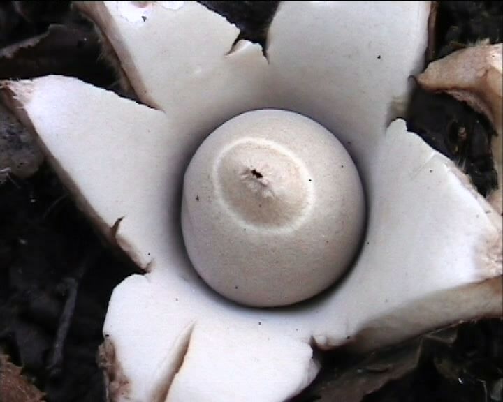 Geastrum  triplex   Junghuhn